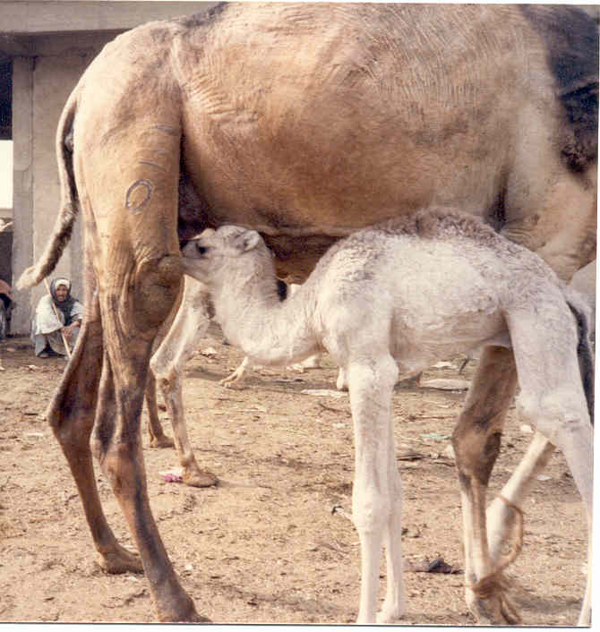 photograph portrays a mother camel with a nursing youngster.